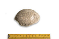 F 00884
<br/>
<br/>
<em></em>